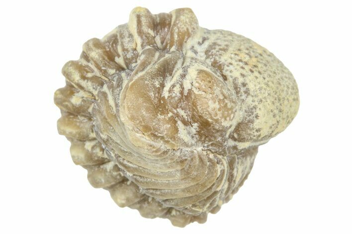 Enrolled Paciphacops Trilobite - Black Cat Mountain, Oklahoma #362998
